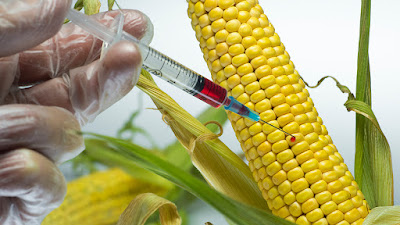 Genetically modified crops