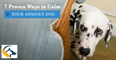 7 Ways to calm your Anxious Dog