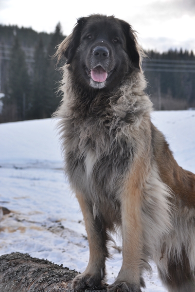 leonberger