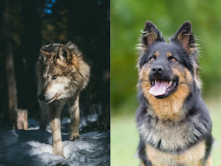 Evolutionists tell a story about how wolves evolved social interactions with humans, and that is where dogs came from. Scientists debunked that idea.