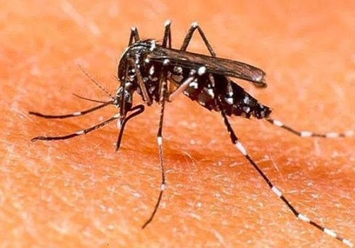 NUMEROS DE MORTES POR DENGUE NA BAHIA  SOBE PARA 18                                                                