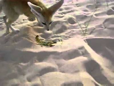 فنك جزائري في صورة بحث عن ثعلب الفنك Algerian and Egyptian fennec fox  شكل ثعلب الفنك وسلوكياته وكيفية تربيته  Fennec fox shape, behavior and how to raise it