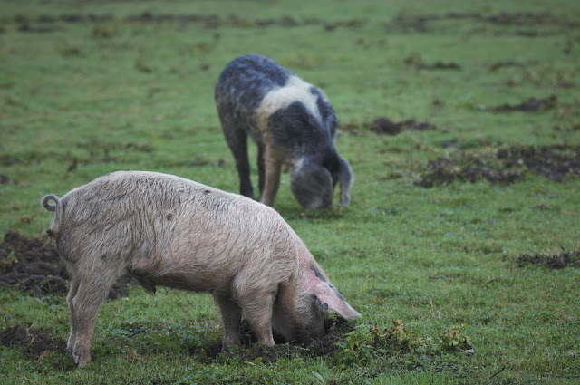 Porci pascand; Lonjsko Polje, Slavonia, Croatia