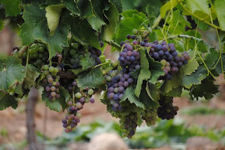 how to grow grapes at home