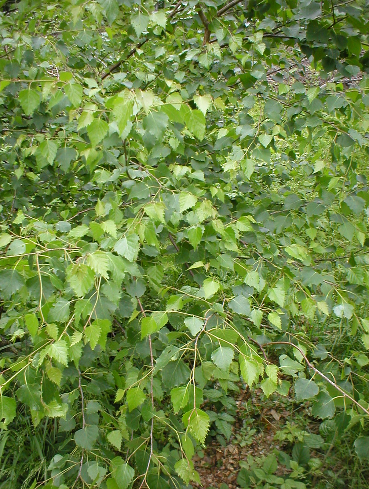 breza previsnutá (Betula pendula)