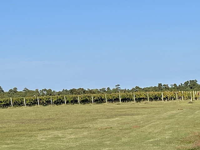 Sanctuary Vineyards winery in the Outer Banks