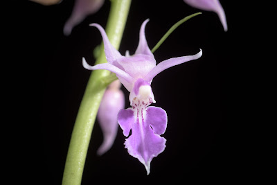 Calanthe puberula - Hairy Calanthe care