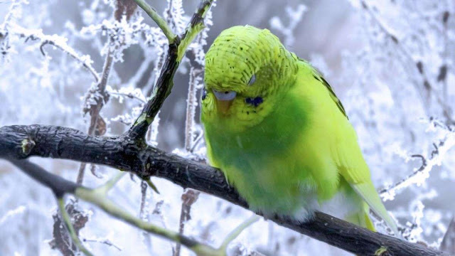 peut-on-laisser-des-perruches-dehors-l'hiver