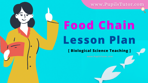 Food Chain Lesson Plan For B.Ed, DE.L.ED, BTC, M.Ed 1st 2nd Year And Class 4,5,6 and 7th Science Teacher Free Download PDF On Mega And Simulated Teaching Skill In English Medium. - www.pupilstutor.com