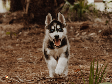 Info Terbaru Harga Anak Anjing Husky (Stambum dan Non STB) per Ekor