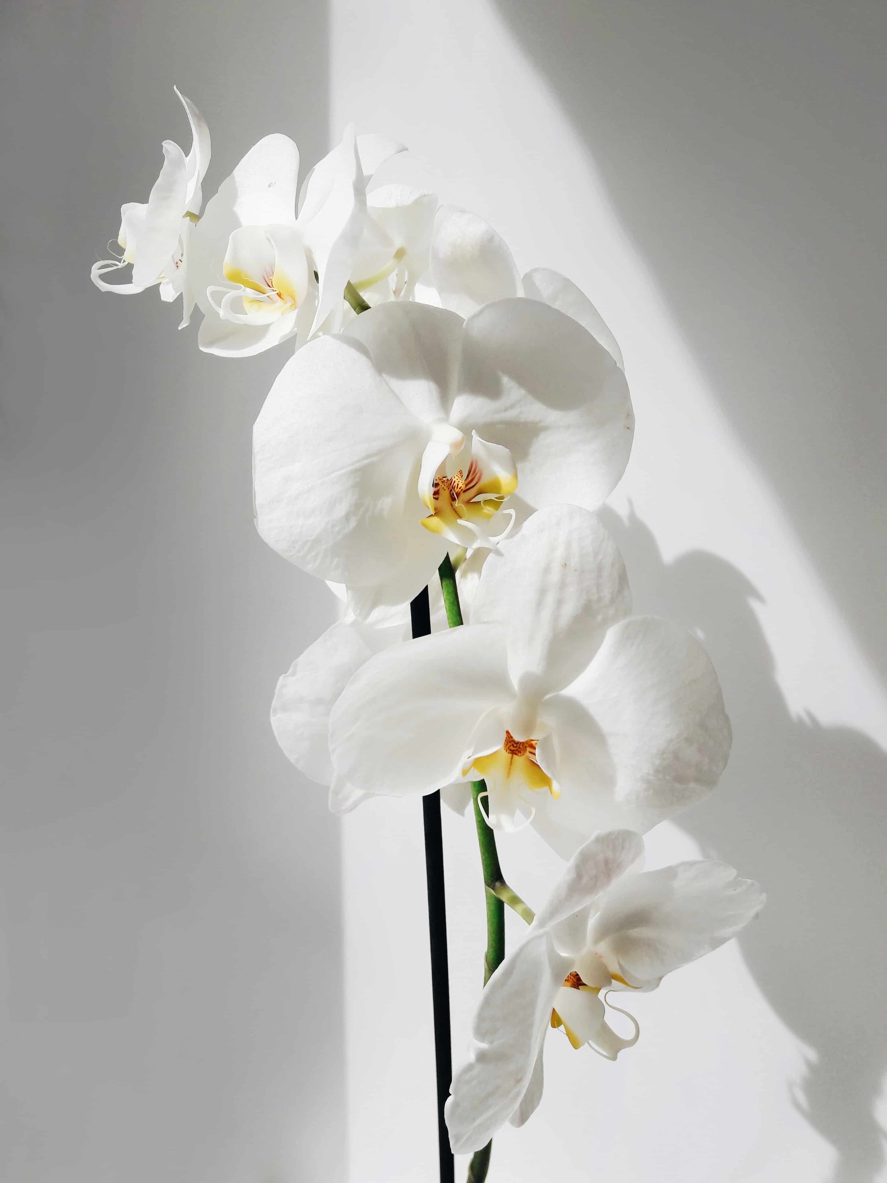 Different Orchids for a Stunning Bouquet | Little Flower Hut