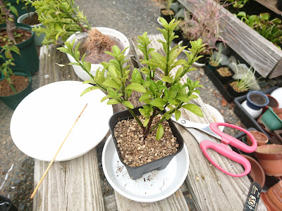 植え付け　植え替え