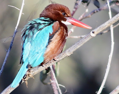 White-throated Kingfisher