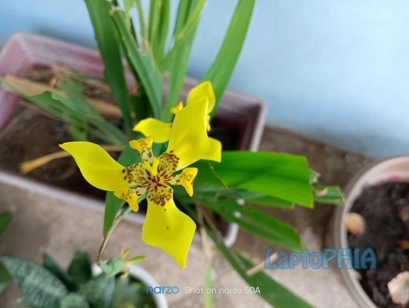 Hasil Foto Kamera Realme Narzo 50A