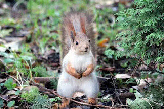 एक गिलहरी की सत्य कथा, गुल्लू गिलहरी,गिलहरी की कहानी,squirrel stories,प्यारी गिलहरी,बच्चों की कहानी,गिलहरी की आवाज,गिलहरी का भोजन,गिलहरी का घर, गिलहरी के बारे में संपूर्ण जानकारी