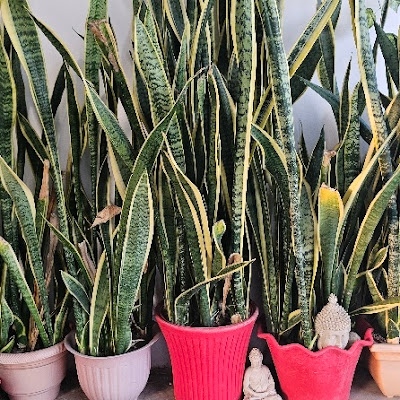 snake plant