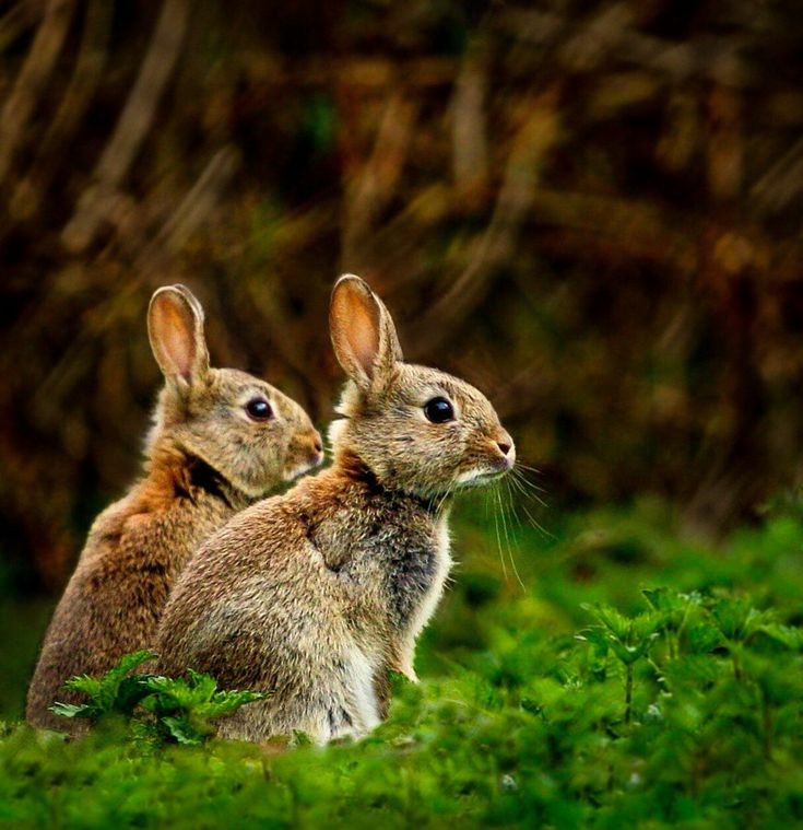 Bunny Wallpaper images for Mobile || Animal Wallpaper