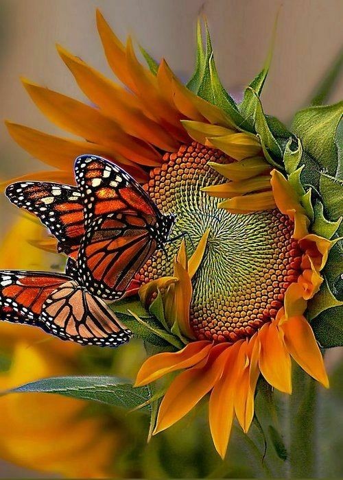 Butterfly Wallpaper images for Mobile || Animal Wallpaper