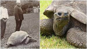 190-year-old tortoise called 'Jonathan' evolves world's oldest tortoise ever