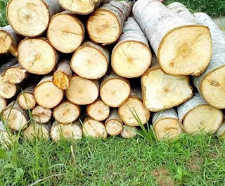 Benefits of Jabon Wood and Prices You Must Know