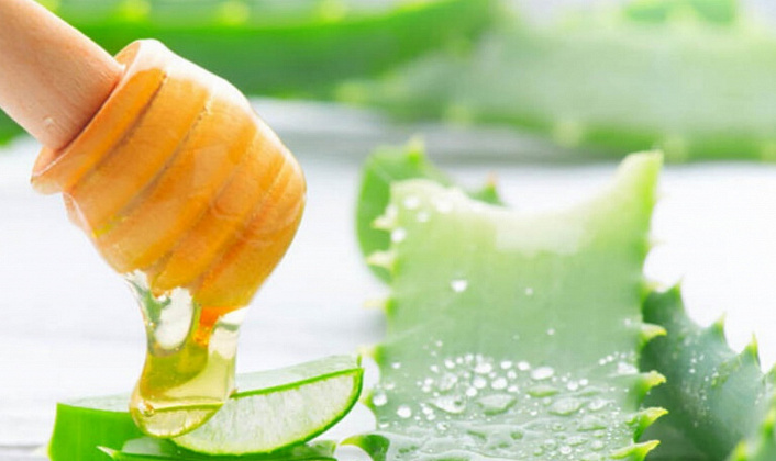 Aloe for Immunity: Juice Benefits, Cooking Recipes, Contraindications and Precautions
