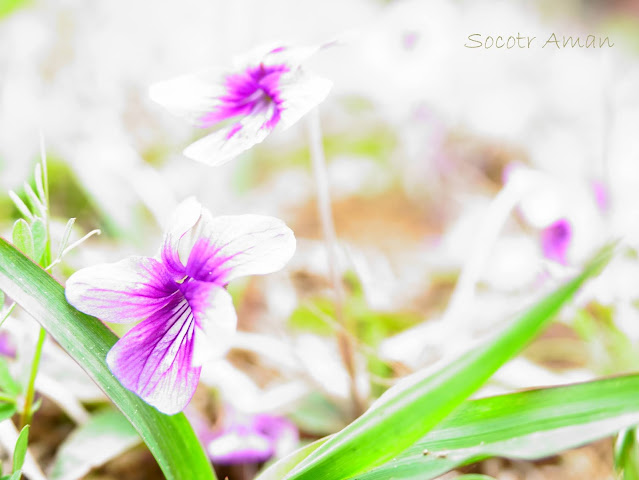 Viola yedoensis