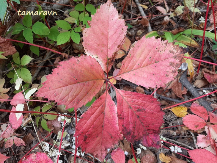 Девичий виноград пятилисточковый (Parthenocissus quinquefolia)