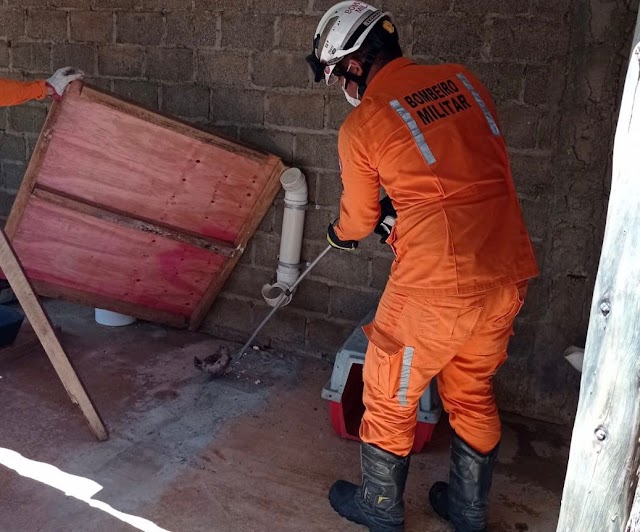 Jiboia aparece dentro de canil e é resgatada por bombeiros