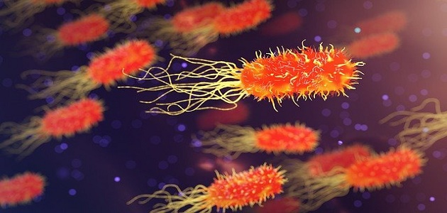 هذه البكتيريا قتلت أكثر من الإيدز والملاريا.. ما هي؟