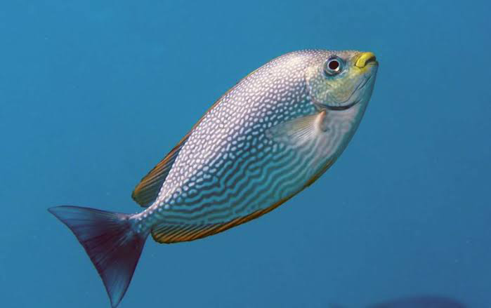 Jenis Ikan Air Laut : Baronang Angin ( Siganus Javus)