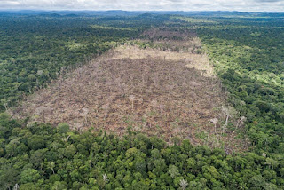 Amazon-rainforest-loss-by-deforestation