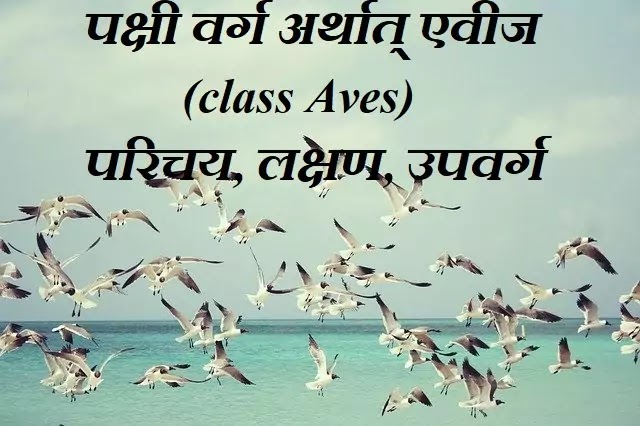 पक्षी वर्ग अर्थात् एवीज (class Aves) : परिचय, लक्षण, उपवर्ग|hindi