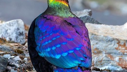 Himalayan monal