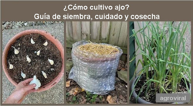 CÓMO CULTIVO AJO  GUÍA DE SIEMBRA, CUIDADO Y COSECHA