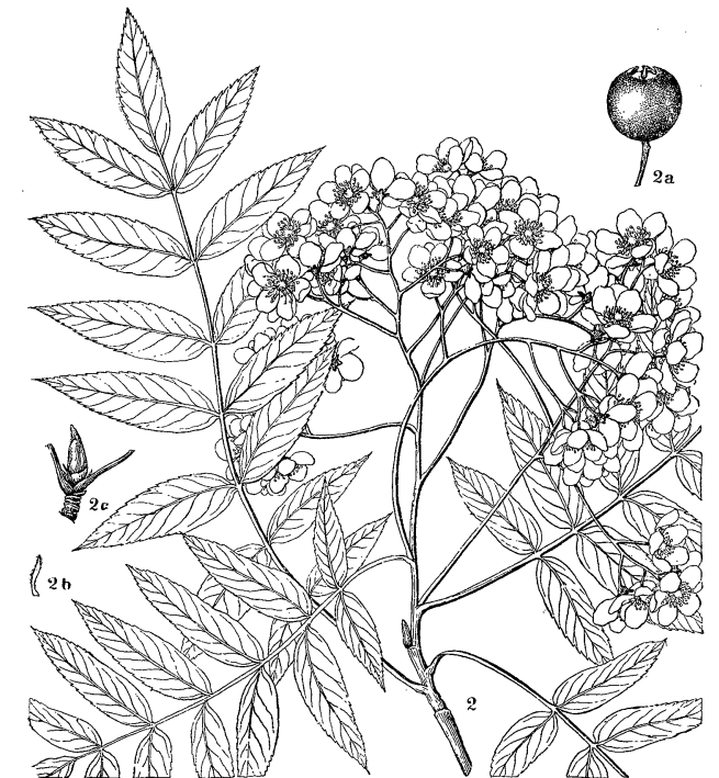 Рябина тяньшанская (Sorbus tianschanica)