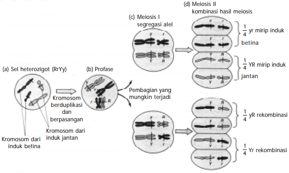 Kromosom, Meiosis, dan Pewarisan Sifat