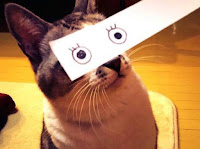 Galería de fotos de humor : dibujando ojos de gatos