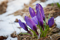 Photo of flowers blooming in snow