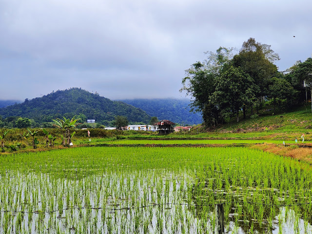 Nuba_Laya_Kelabit_Bario_Rice