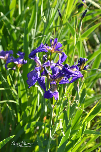 Wild Iris