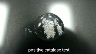 catalase-positive