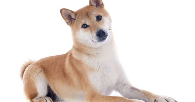 Shiba inu coin robinhood petition latest news 