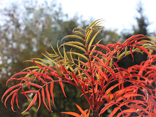 Sorbus 'Dodong'