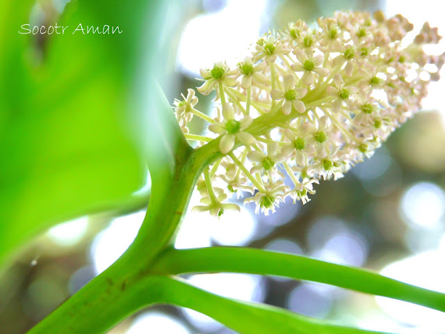 Phytolacca japonica