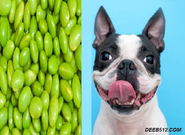Can dogs eat edamame?