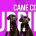 Buy Cane Corso Puppies – What to Do After 