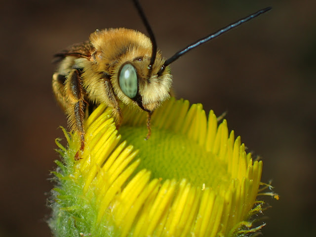 Tetraloniella sp