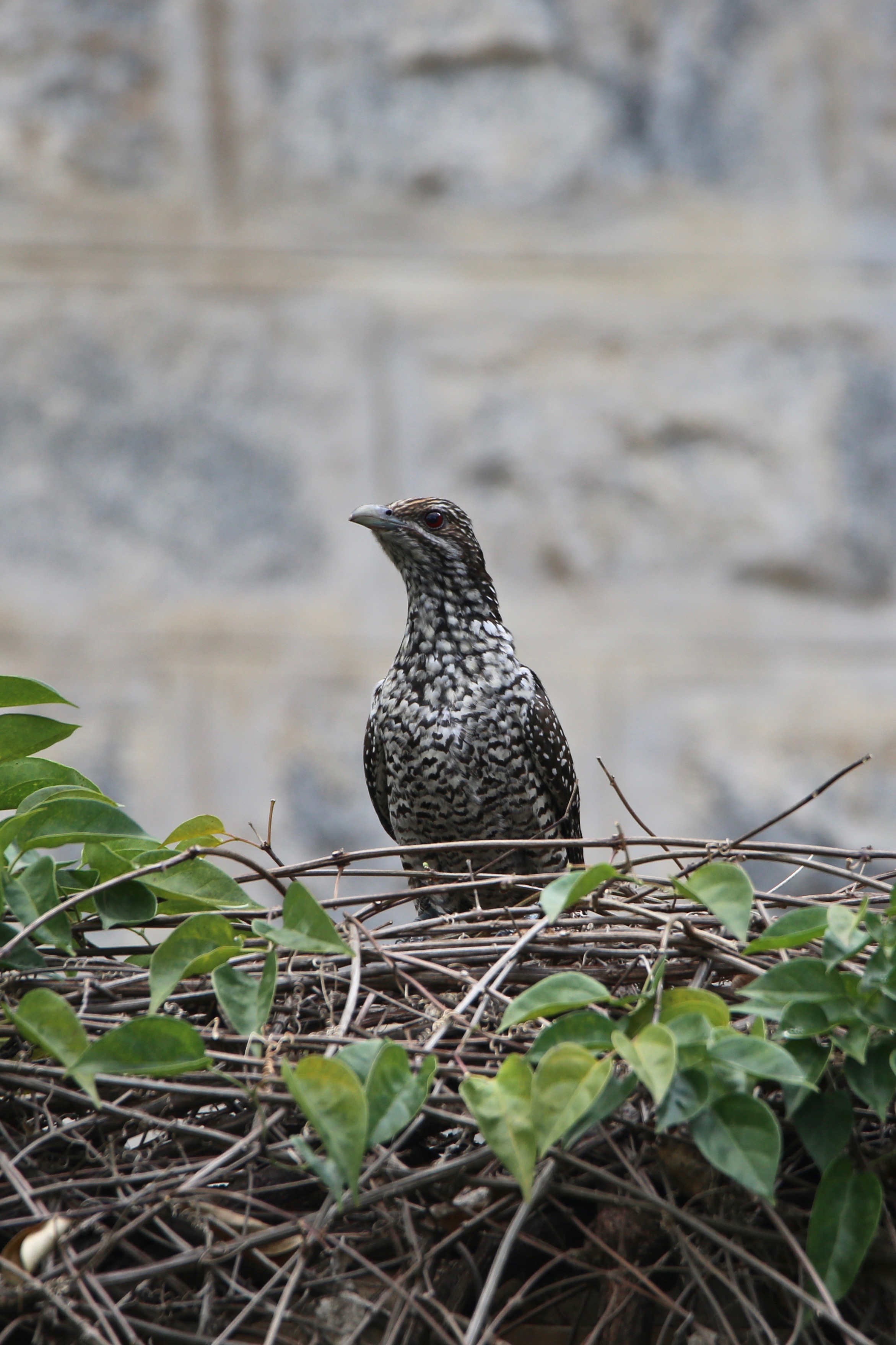 Asian Koel, birds of India, high resolution images free