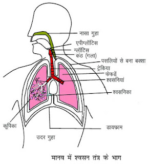 Respiration : श्वसन तंत्र की प्रक्रिया व प्रकार : Respiratory system in hindi