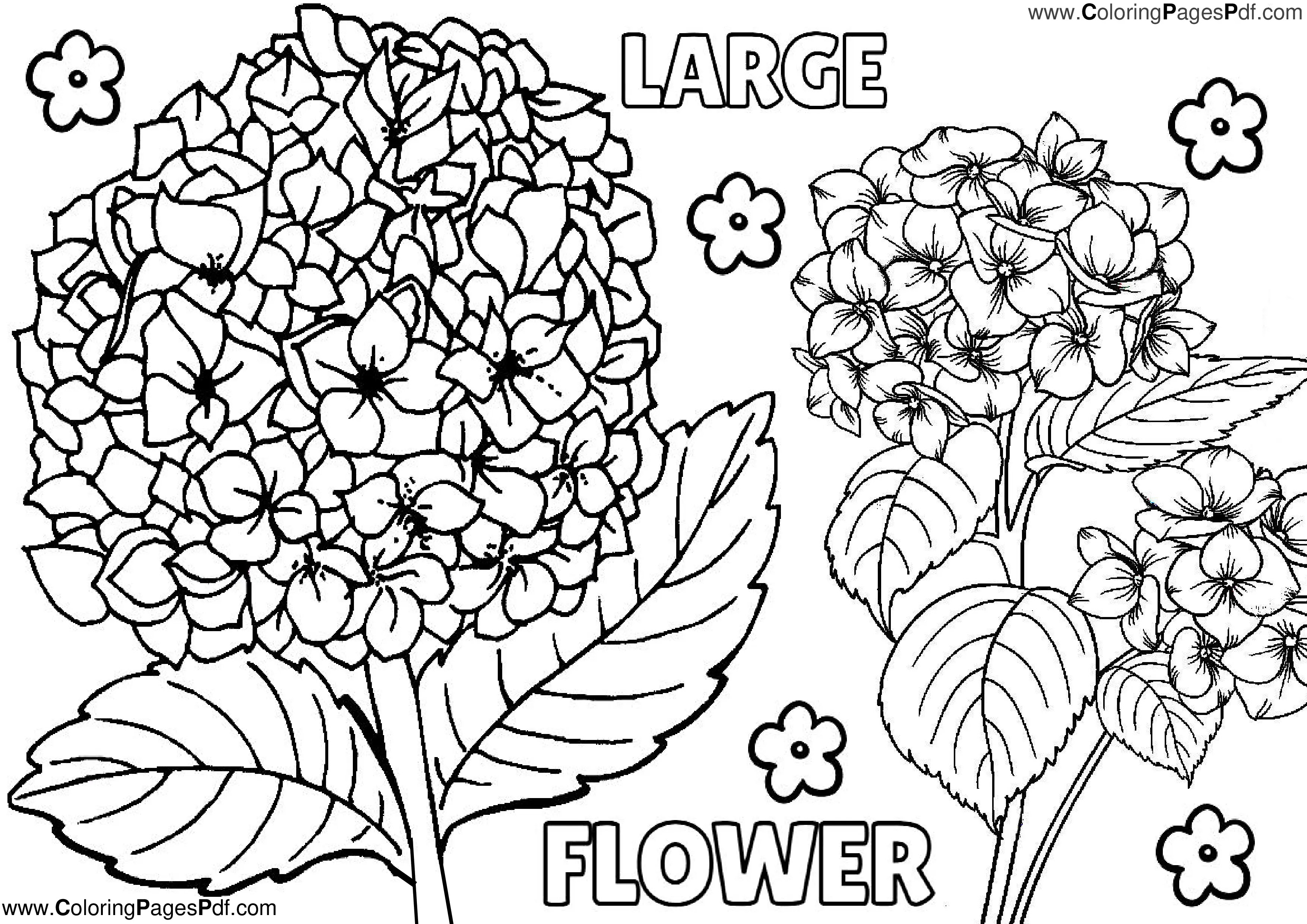 Large Flower coloring Pages